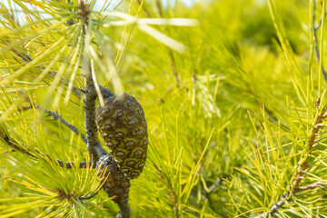 Conifer cone in vibrant green pine tree branches background. Natural evergreen botanical close-up. Sunny summer Greece