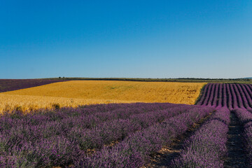 Fototapeta na wymiar field of purple lavender and wheat before harvesting