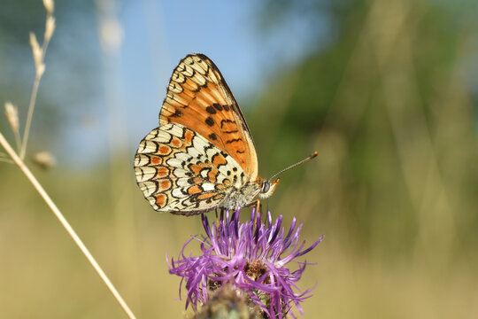 The knapweed fritillary butterfly - Melitaea phoebe. Beautiful fritillary butterfly on meadow