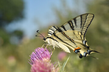 Scarce Swallowtail (Iphiclides podalirius) butterfly on wild flowers. Sail Swallowtail butterfly on meadow