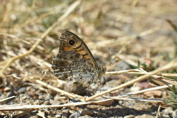 Wall Brown butterfly (Lasiommata megera) on meadow