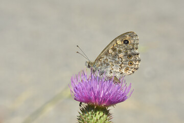 Wall Brown butterfly (Lasiommata megera) on meadow