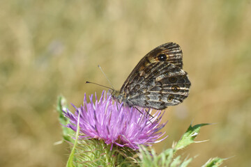 Wall Brown butterfly (Lasiommata megera) on meadow