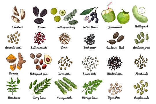 Vector food icons. Colored sketch of food products. Spices, nuts, herbs, beans, cereals.