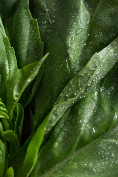 Fresh basil leaves