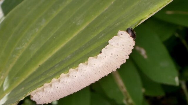 Phymatocera aterrima larva eating Polygonatum odoratum leaf