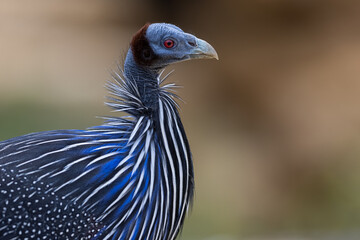 portrait of a guineafowl vulturine