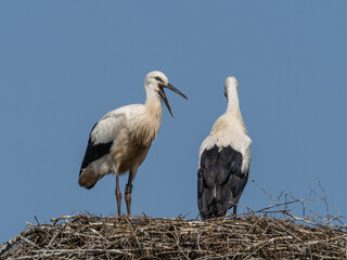 Storch
