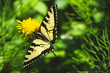 Swallowtail butterfly in Canyon des Portes de l'Enfer park (Hell's gate canyon) in Bas Saint...