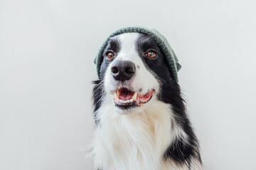Funny portrait of cute smiling puppy dog border collie wearing warm knitted clothes hat isolated on white background. Winter or autumn portrait of new lovely member of family little dog