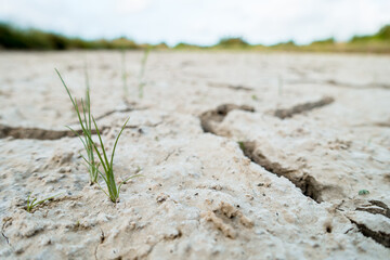 A dry and barren paddy field with sparse weeds