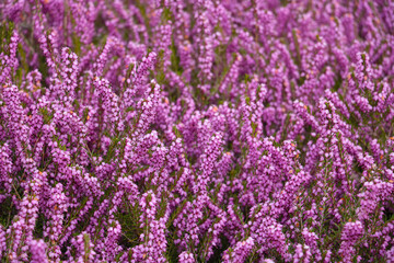 Obraz premium Beautiful pink flowers bloom in the summer in the meadow.