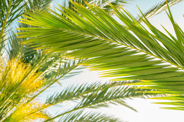 Obraz na płótnie Canvas Palm trees against blue sky, coconut tree, summer tree background