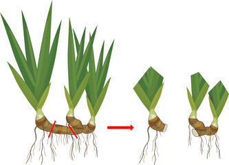 Iris plant rhizome division scheme isolated on white background. Vegetative propagation of bearded iris - obrazy, fototapety, plakaty