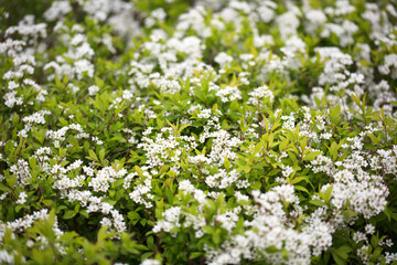 Spiraea flourishing in spring