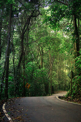 Moist forest scenery with road crossing it. The sun shines through the trees