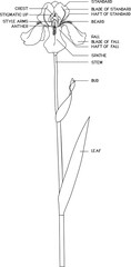 Coloring page with parts of iris flower