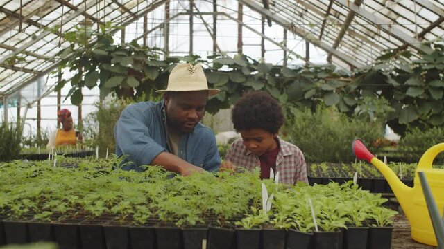 Afro-American boy helping father with growing plants in greenhouse farm