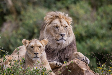 Obraz na płótnie Canvas A lion rests in the savannah