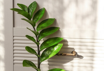 Home plant on the background of a wooden wall with beautiful sunbeams. Zamiokulkas branch close-up in the interior. Minimalistic composition.