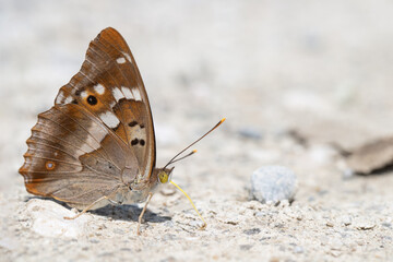 Lesser purple emperor butterfly (Apatura ilia) looking for minerals with it's yellow tongue.