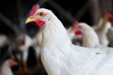 Young white cockerel close-up. Handsome male chicken on the farm. Poultry on the farm.
