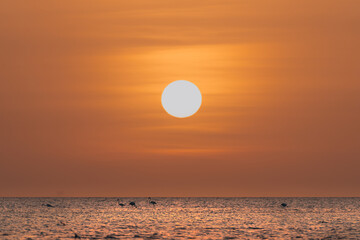 sunset at Arabian sea with flamingo playing around 