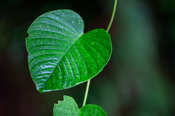 Green leaves, close-up, clear details with copy space for text 