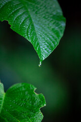 Green leaves with water droplets attached to the tips of the leaves. About to drop to the ground, take a close up, see the details clearly with copy space for text 