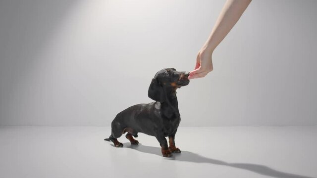 Obedient dachshund young dog sit and wait for his owner to give him a snack. Training patience and commands. Studio white background high quality video.