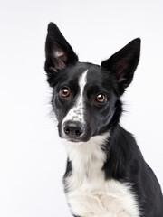 Portrait of a black-white border collie with big eyes. Dog in the studio on white