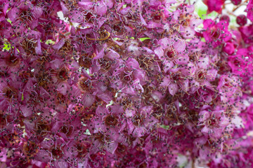 Trachelium purple flower, macro texture background.