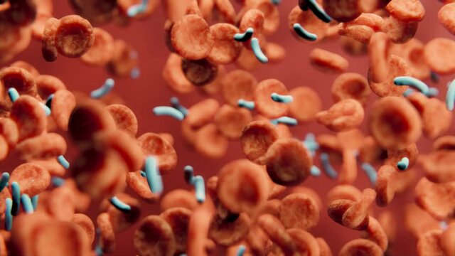 Blutkreislauf - rote Blutkörperchen und Bakterien in Ader - Konzept Infektion