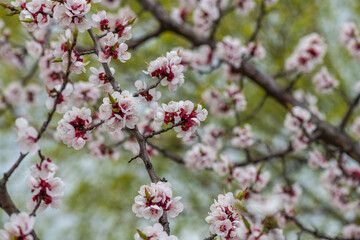 Nice white apricot spring flowers branch macro photography nature awakening