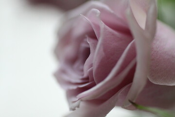 꽃의여왕 장미 꽃사진