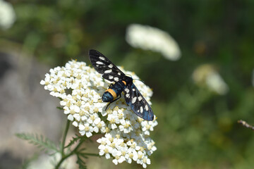 Selective focus shot of a black dotted butterfly on achillea flower bunch under sunlight © Bojan Gichev/Wirestock