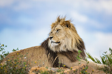 A lion rests in the savannah