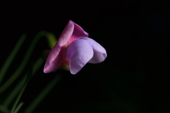 Indian pea flower isolates on a black background