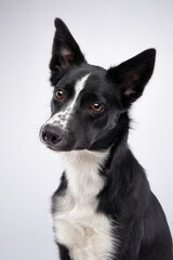 Portrait of a black-white border collie with big eyes. Dog in the studio on white