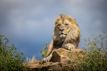 Obraz na płótnie Canvas A lion rests in the savannah