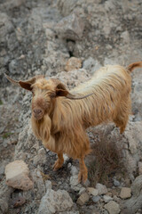 Wild Mountain Goat With Long Golden Hair on Mallorca, Balearic Islands, Spain
