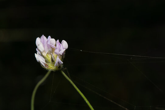 Astragalus Flower Isolated On A Black Background