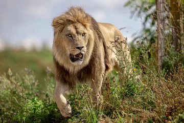 Foto op Plexiglas A lion rests in the savannah © AB Photography