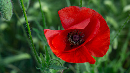 A large red poppy is open, a pistil is visible among the petals. The flower grows in a wild open field against a green blurred background of tall grass and several buds. Juicy bright color. Close-up.