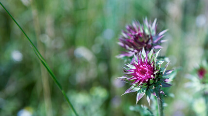 The buds of thistle in the wild against the background of a green flowering field and grass on a sunny summer day. A prickly purple pink flower. Blurred background. Close-up.