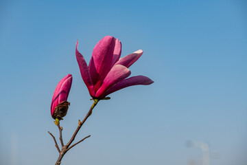 Nice magnolia tree flowers at spring sunny day, nature awakening
