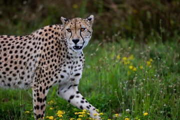 Cheetah walking in the savannah