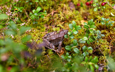 nature, environment and wild animals concept - frog in autumn forest