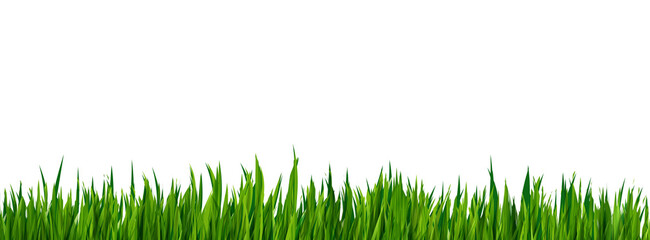 Green grass realistic border isolated on white background