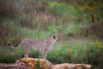 Obraz premium Cheetah walking in the savannah